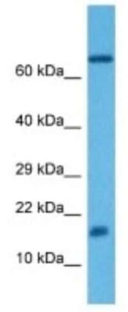 Ear4 Rabbit anti-Mouse, Polyclonal, Novus Biologicals:Antibodies:Primary